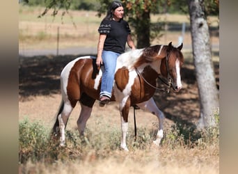 American Paint Horse, Ogier, 3 lat, Srokata