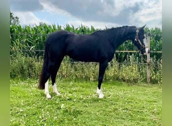 American Paint Horse, Ogier, 4 lat, 139 cm, Kara