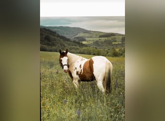 American Paint Horse, Ogier, 5 lat, 153 cm, Srokata