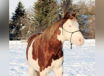 American Paint Horse, Ogier, 6 lat, 145 cm, Overo wszelkich maści