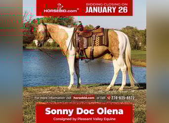 American Paint Horse, Ogier, 6 lat, 155 cm, Tobiano wszelkich maści