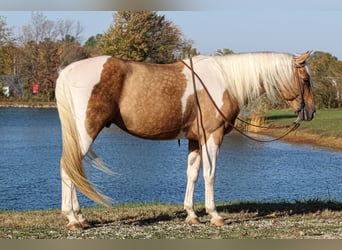 American Paint Horse, Ogier, 6 lat, 155 cm, Tobiano wszelkich maści