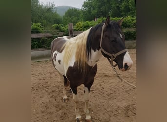 American Paint Horse, Ogier, 7 lat, 155 cm, Grullo