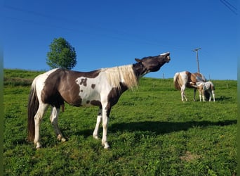 American Paint Horse, Ogier, 7 lat, 155 cm, Grullo