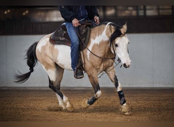 American Paint Horse, Ogier, 9 lat, 146 cm, Overo wszelkich maści