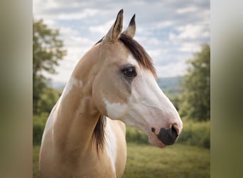 American Paint Horse, Ogier, 9 lat, 146 cm, Overo wszelkich maści