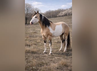American Paint Horse, Ogier, 9 lat, 146 cm, Overo wszelkich maści