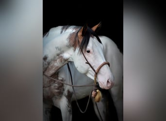 American Paint Horse, Ogier, 7 lat, 160 cm, Overo wszelkich maści