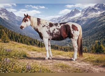 American Paint Horse, Ogier, 18 lat, 157 cm, Srokata