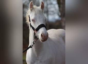 American Paint Horse, Ogier, Źrebak (05/2025), 150 cm, Overo wszelkich maści