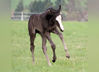 American Paint Horse, Ogier, Źrebak (04/2026), 152 cm, Kara