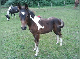 American Paint Horse, Ogier, Źrebak (06/2025), 152 cm, Srokata