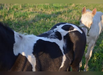 American Paint Horse, Ogier, Źrebak (06/2026), 153 cm, Tobiano wszelkich maści