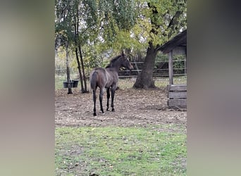 American Paint Horse, Ogier, Źrebak (06/2026), 155 cm, Gniadodereszowata