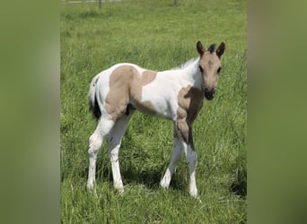 American Paint Horse, Ogier, Źrebak (05/2026), 155 cm, Grullo