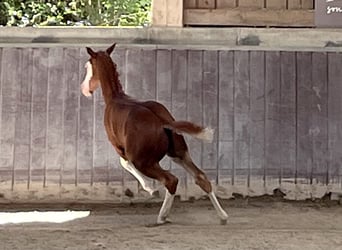 American Paint Horse, Ogier, Źrebak (05/2026), 158 cm, Overo wszelkich maści