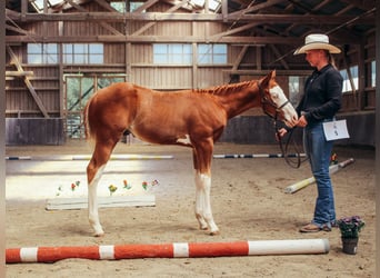 American Paint Horse, Ogier, Źrebak (05/2026), 158 cm, Overo wszelkich maści