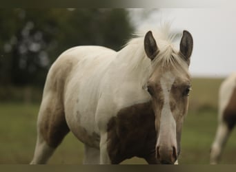 American Paint Horse Mix, Ogier, Źrebak (02/2026), 160 cm, Srokata