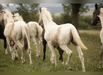 American Paint Horse Mix, Ogier, Źrebak (02/2026), 160 cm, Srokata