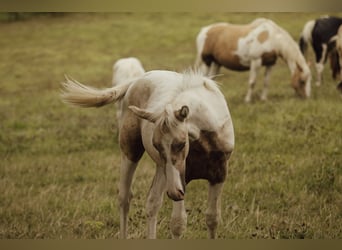 American Paint Horse Mix, Ogier, Źrebak (02/2026), 160 cm, Srokata