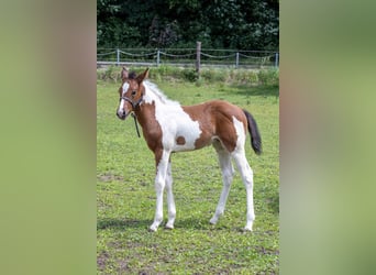 American Paint Horse, Ogier, Źrebak (05/2026), 160 cm, Tobiano wszelkich maści