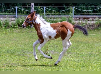 American Paint Horse, Ogier, Źrebak (05/2026), 160 cm, Tobiano wszelkich maści