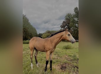 American Paint Horse, Ogier, Źrebak (05/2026), Jelenia