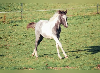 American Paint Horse, Ogier, Źrebak (04/2025), Karodereszowata