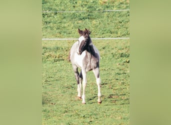 American Paint Horse, Ogier, Źrebak (04/2025), Karodereszowata