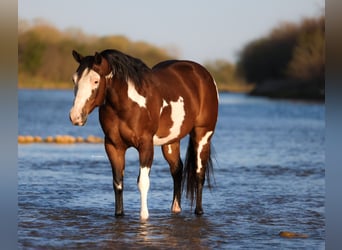 American Paint Horse, Ruin, 10 Jaar, 147 cm, Roodbruin