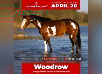 American Paint Horse, Ruin, 10 Jaar, 147 cm, Roodbruin