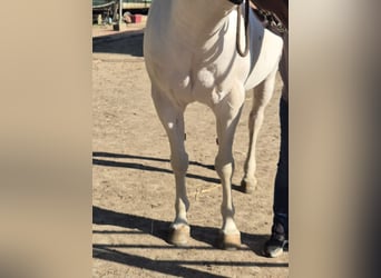 American Paint Horse, Ruin, 10 Jaar, 152 cm, Tobiano-alle-kleuren