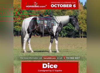 American Paint Horse, Ruin, 10 Jaar, 155 cm, Gevlekt-paard