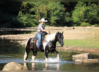 American Paint Horse, Ruin, 10 Jaar, 155 cm, Gevlekt-paard