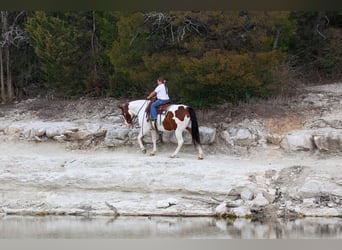 American Paint Horse Mix, Ruin, 10 Jaar, 160 cm, Gevlekt-paard