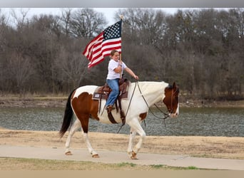 American Paint Horse Mix, Ruin, 10 Jaar, 160 cm, Gevlekt-paard