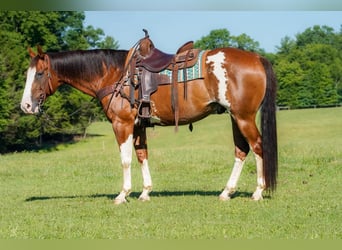 American Paint Horse, Ruin, 10 Jaar, Gevlekt-paard