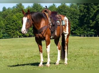 American Paint Horse, Ruin, 10 Jaar, Gevlekt-paard
