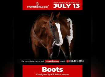 American Paint Horse, Ruin, 10 Jaar, Gevlekt-paard