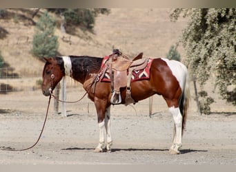 American Paint Horse, Ruin, 10 Jaar, Tobiano-alle-kleuren