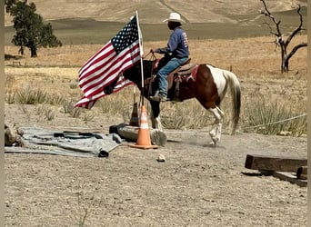 American Paint Horse, Ruin, 10 Jaar, Tobiano-alle-kleuren