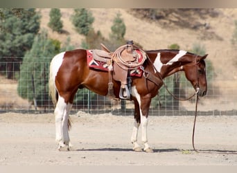 American Paint Horse, Ruin, 10 Jaar, Tobiano-alle-kleuren