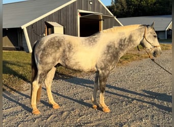American Paint Horse, Ruin, 11 Jaar, 142 cm, Schimmel