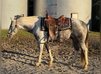 American Paint Horse, Ruin, 11 Jaar, 142 cm, Schimmel
