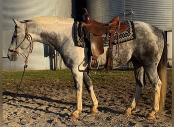 American Paint Horse, Ruin, 11 Jaar, 142 cm, Schimmel