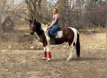 American Paint Horse, Ruin, 11 Jaar, 142 cm, Tobiano-alle-kleuren