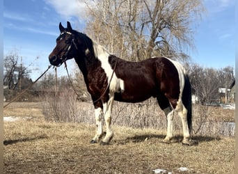 American Paint Horse, Ruin, 11 Jaar, 142 cm, Tobiano-alle-kleuren
