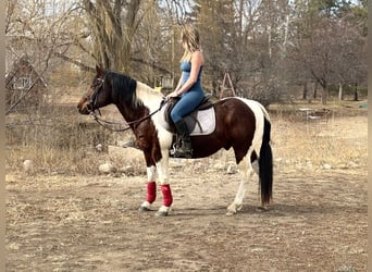 American Paint Horse, Ruin, 11 Jaar, 142 cm, Tobiano-alle-kleuren