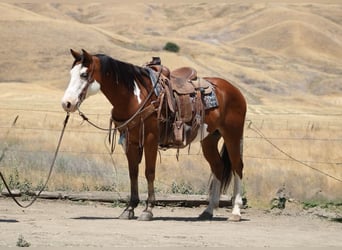 American Paint Horse, Ruin, 11 Jaar, 147 cm, Overo-alle-kleuren