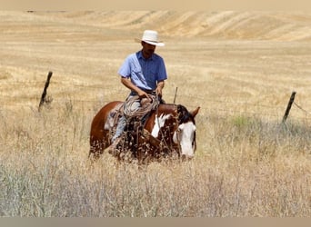 American Paint Horse, Ruin, 11 Jaar, 147 cm, Overo-alle-kleuren